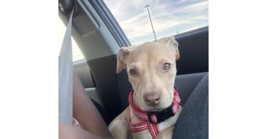 Nova needs loving home