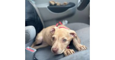 Nova needs loving home