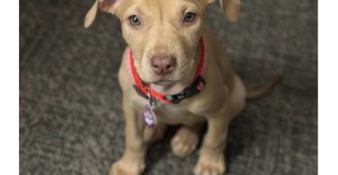 Nova needs loving home