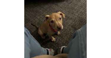 Nova needs loving home