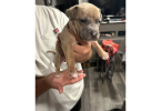 XL Bully Pitbull Pups