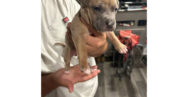 XL Bully Pitbull Pups