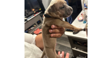 XL Bully Pitbull Pups