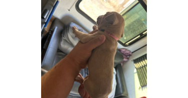 XL Bully Pitbull Pups