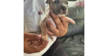 XL Bully Pitbull Pups