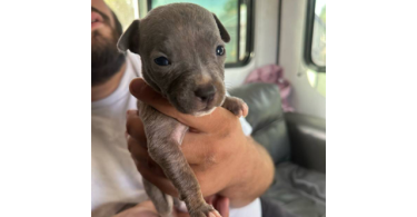 XL Bully Pitbull Pups