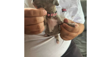 XL Bully Pitbull Pups