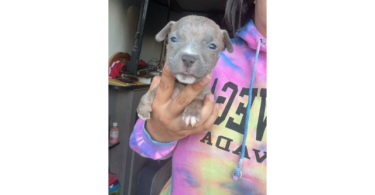 XL Bully Pitbull Pups