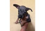 5 American Staffordshire Terrier puppies