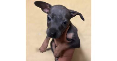 5 American Staffordshire Terrier puppies
