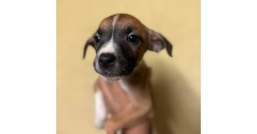 5 American Staffordshire Terrier puppies