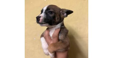 5 American Staffordshire Terrier puppies