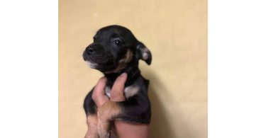 5 American Staffordshire Terrier puppies