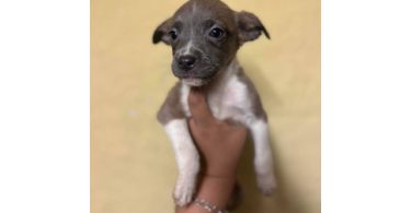 5 American Staffordshire Terrier puppies