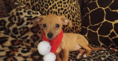 Chiweenie puppy for early Christmas