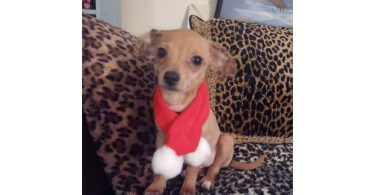 Chiweenie puppy for early Christmas
