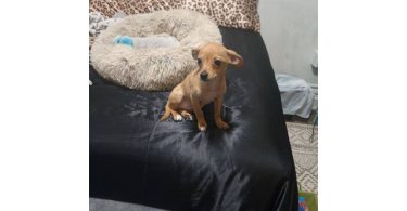 Chiweenie puppy for early Christmas