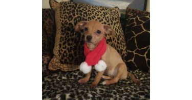 Chiweenie puppy for early Christmas