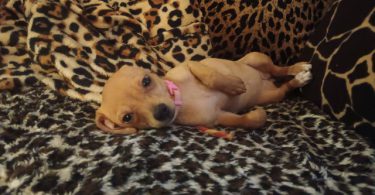 Chiweenie puppy for early Christmas