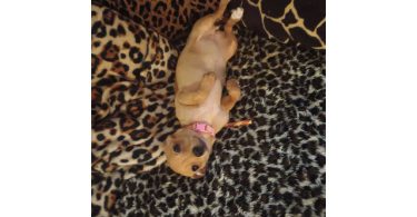 Chiweenie puppy for early Christmas