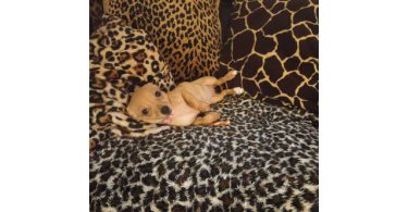 Chiweenie puppy for early Christmas