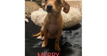 Chiweenie puppy for early Christmas
