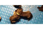 AKC long-haired German Shepherd puppies