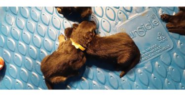 AKC long-haired German Shepherd puppies
