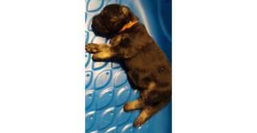 AKC long-haired German Shepherd puppies