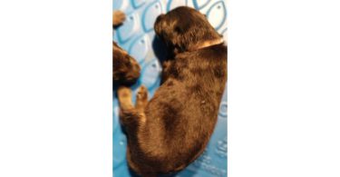 AKC long-haired German Shepherd puppies