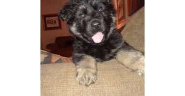 AKC long-haired German Shepherd puppies