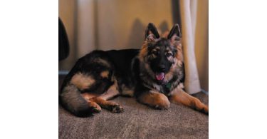 AKC long-haired German Shepherd puppies