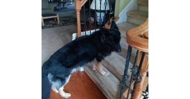 AKC long-haired German Shepherd puppies
