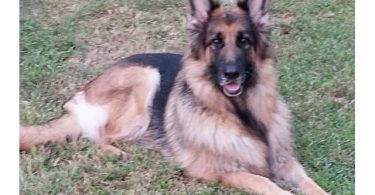 AKC long-haired German Shepherd puppies