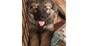 AKC long-haired German Shepherd puppies