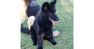 AKC long-haired German Shepherd puppies
