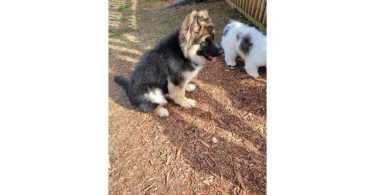 AKC long-haired German Shepherd puppies