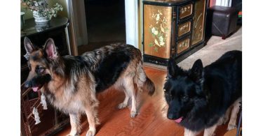 AKC long-haired German Shepherd puppies