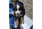Purebred no papers Australian Shepherd puppies