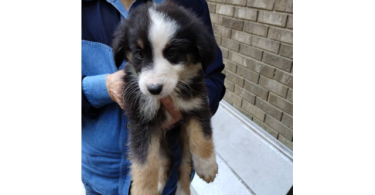 Purebred no papers Australian Shepherd puppies