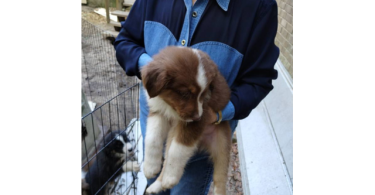 Purebred no papers Australian Shepherd puppies