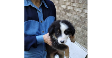 Purebred no papers Australian Shepherd puppies