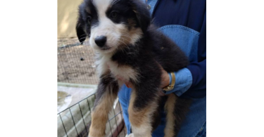 Purebred no papers Australian Shepherd puppies