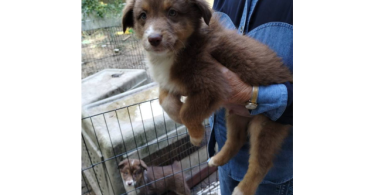 Purebred no papers Australian Shepherd puppies