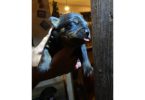 5 Rottweiler puppies available