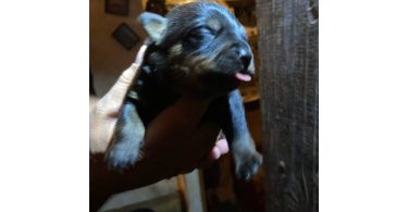5 Rottweiler puppies available