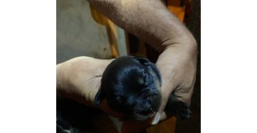 5 Rottweiler puppies available