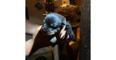 5 Rottweiler puppies available