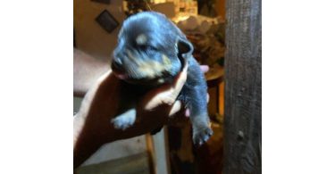 5 Rottweiler puppies available