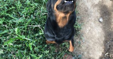 5 Rottweiler puppies available
